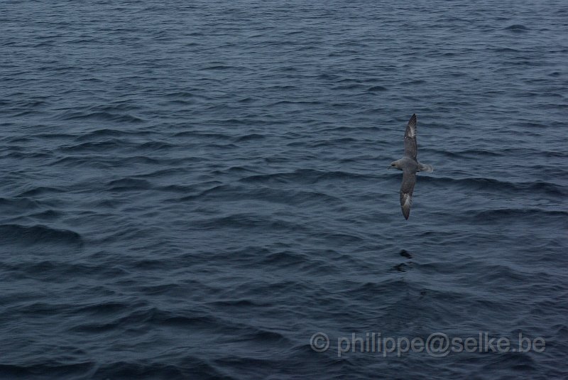 IMGP6950.JPG - Fulmar boréal (fulmarus glacialis)