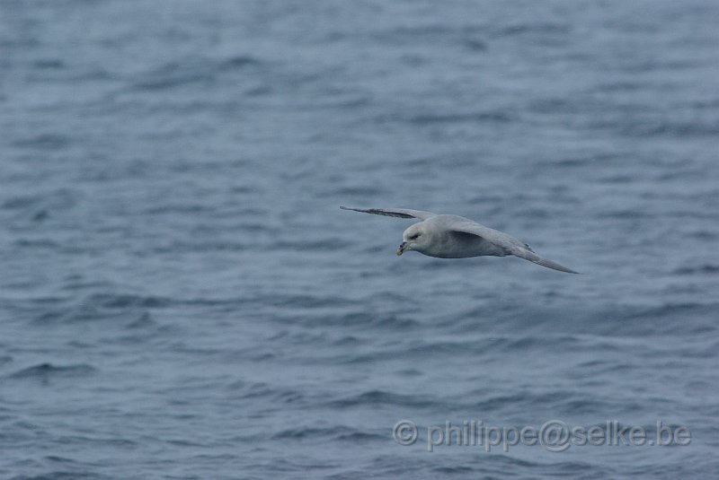 IMGP6982.JPG - Fulmar boréal (fulmarus glacialis)