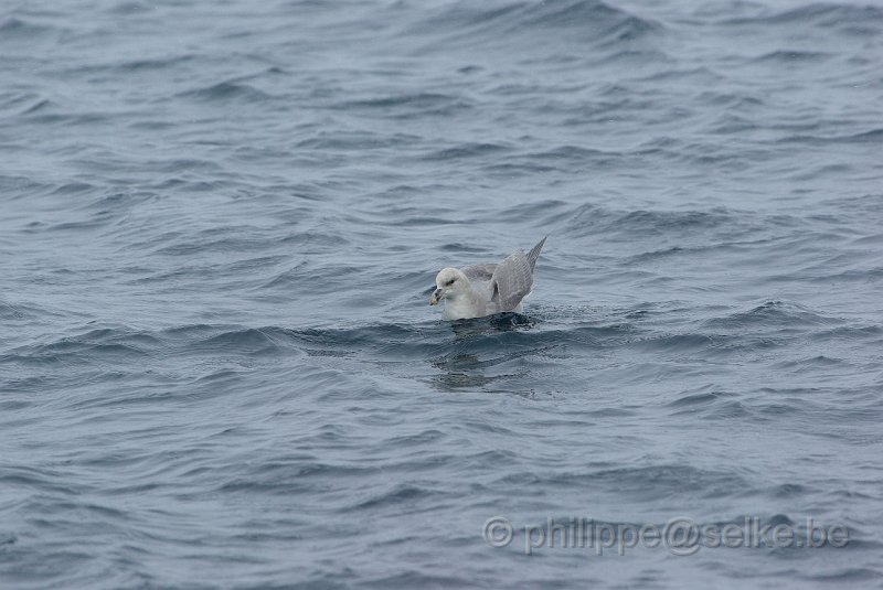 IMGP6986.JPG - Fulmar boréal (fulmarus glacialis)