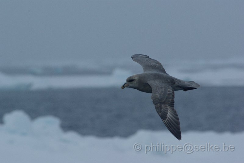 IMGP6990.JPG - Fulmar boréal (fulmarus glacialis)