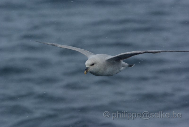 IMGP6993.JPG - Fulmar boréal (fulmarus glacialis)