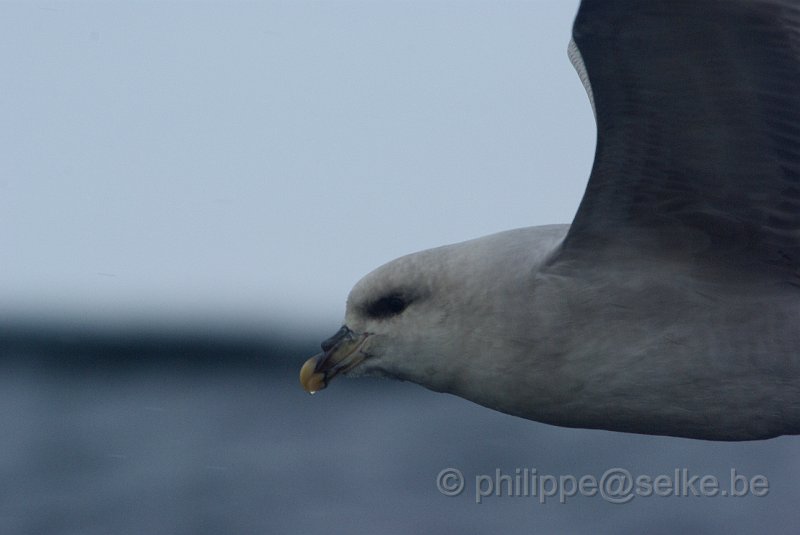 IMGP6995.JPG - Fulmar boréal (fulmarus glacialis)