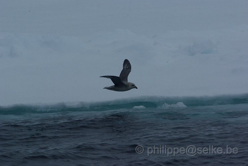 IMGP7000.JPG - Fulmar boréal (fulmarus glacialis)