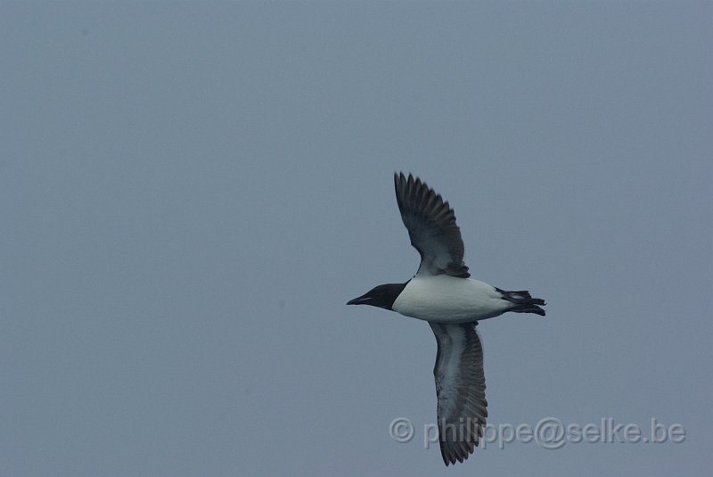 IMGP7004.JPG - Guillemot de Brünnich (uria lomvia)