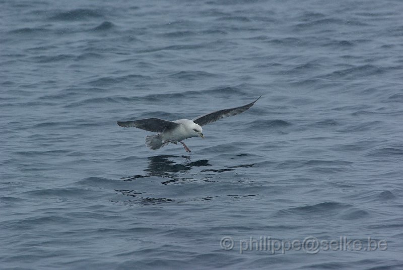 IMGP7007.JPG - Fulmar boréal (fulmarus glacialis)