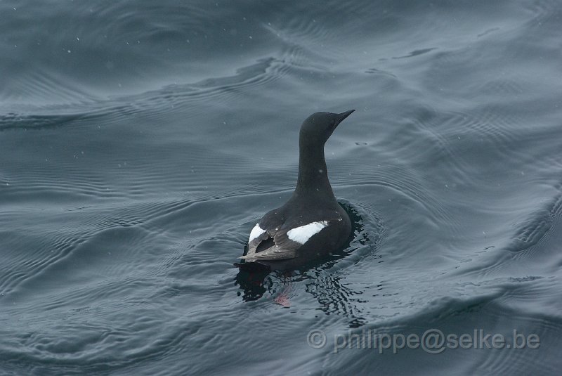 IMGP7036.JPG - Guillemot à miroir (cepphus grylle)