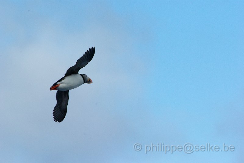 IMGP7313.JPG - Macareux moine (fratercula arctica)