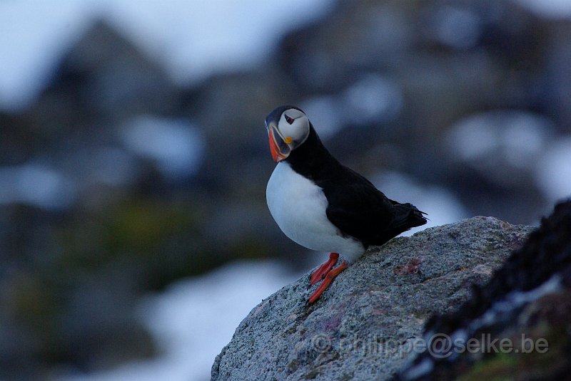 IMGP7317.JPG - Macareux moine (fratercula arctica)