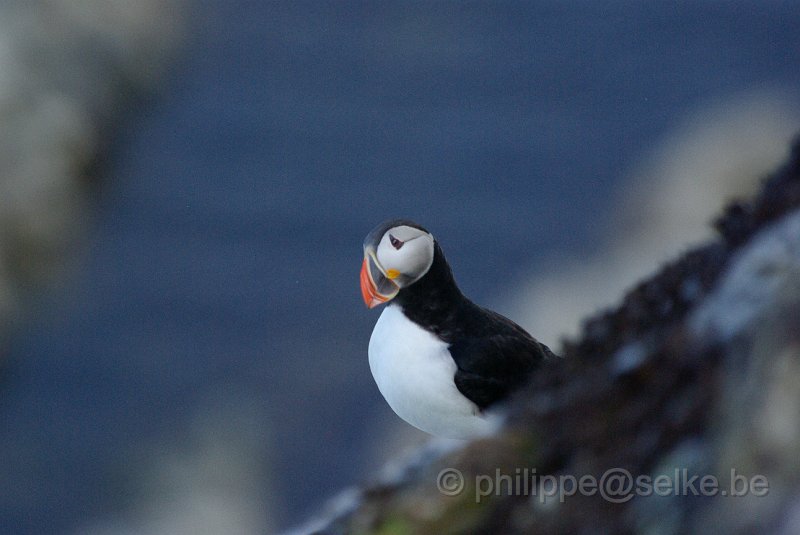 IMGP7319.JPG - Macareux moine (fratercula arctica)