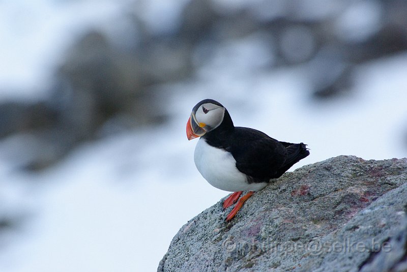 IMGP7324.JPG - Macareux moine (fratercula arctica)