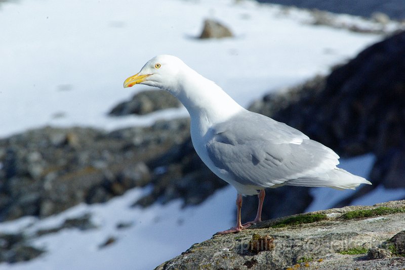 IMGP7344.JPG - Goéland bourgmestre (larus hyperboreus)