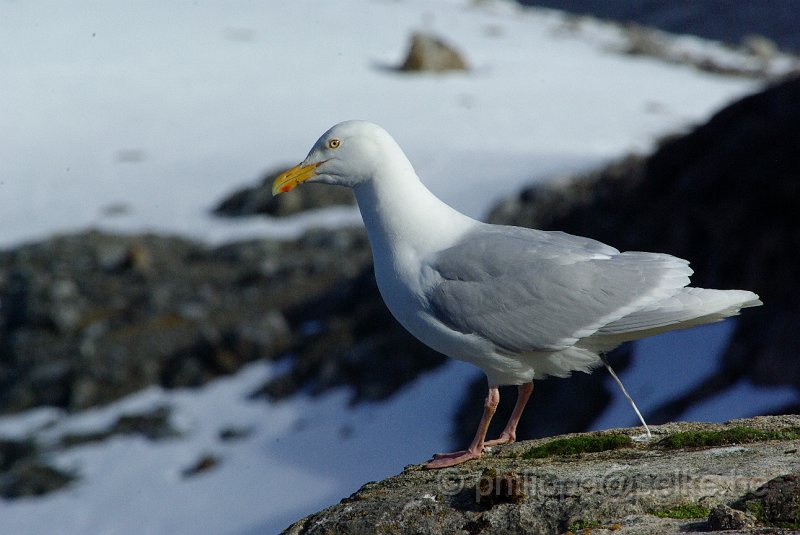 IMGP7351.JPG - Goéland bourgmestre (larus hyperboreus)