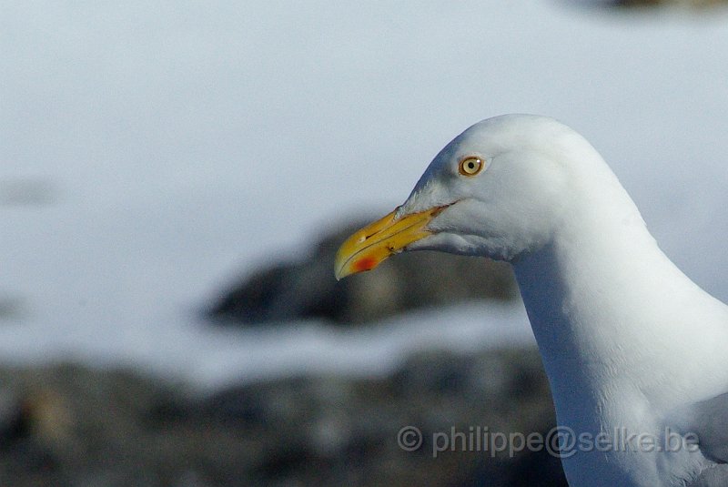 IMGP7351_2.JPG - Goéland bourgmestre (larus hyperboreus)