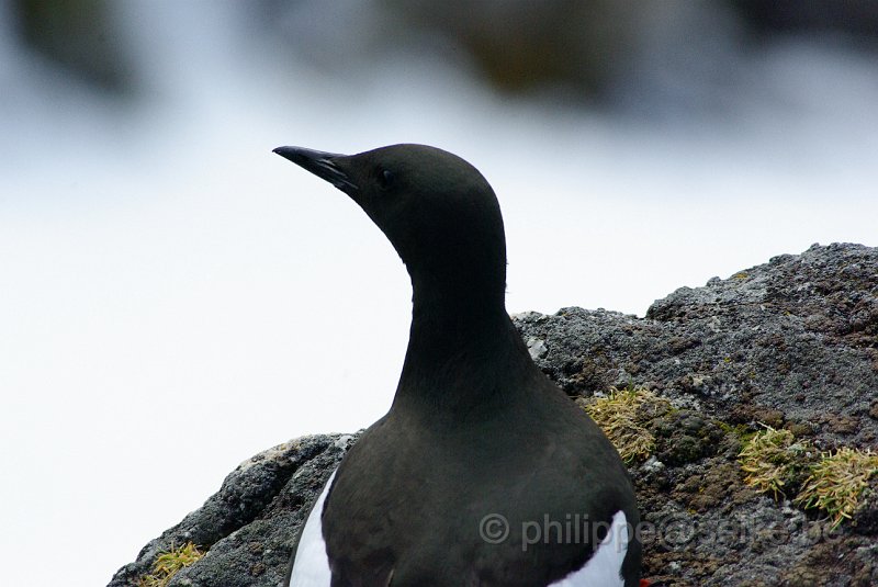 IMGP7359.JPG - Guillemot à miroir (cepphus grylle)