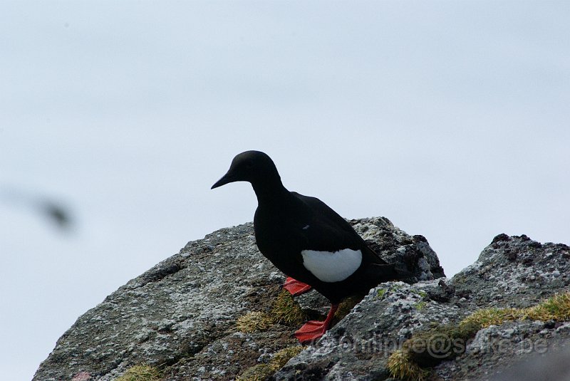 IMGP7362.JPG - Guillemot à miroir (cepphus grylle)