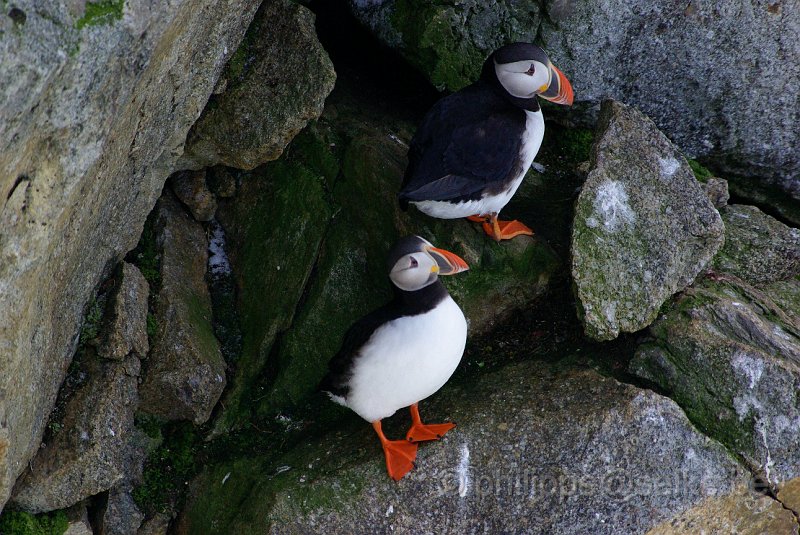 IMGP7382.JPG - Macareux moine (fratercula arctica)