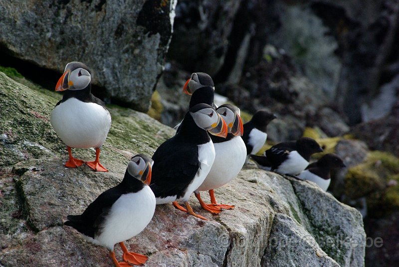 IMGP7385.JPG - Macareux moine (fratercula arctica)