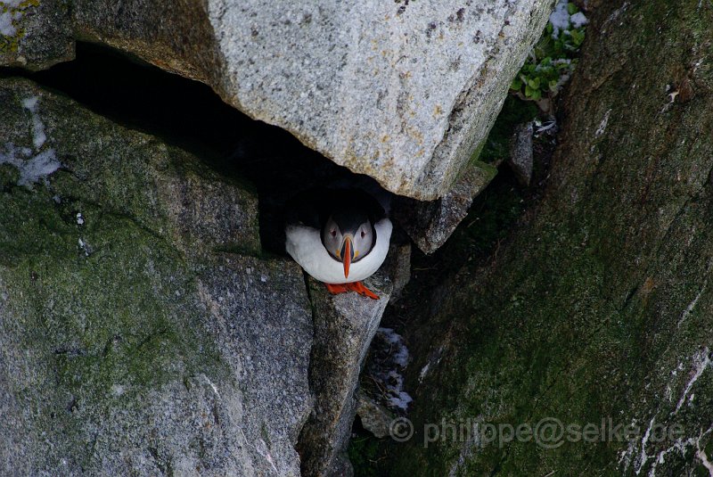 IMGP7395.JPG - Macareux moine (fratercula arctica)