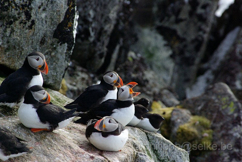 IMGP7419.JPG - Macareux moine (fratercula arctica)