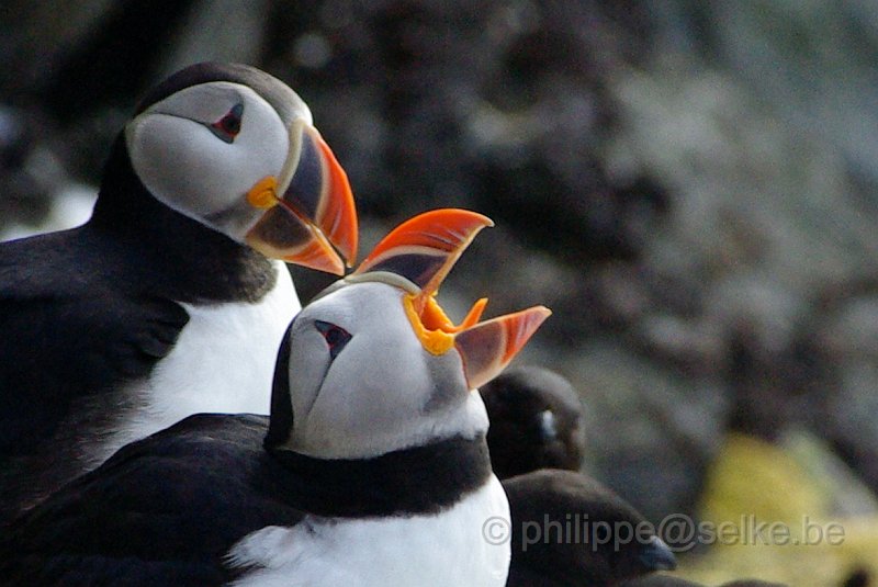 IMGP7420.JPG - Macareux moine (fratercula arctica)