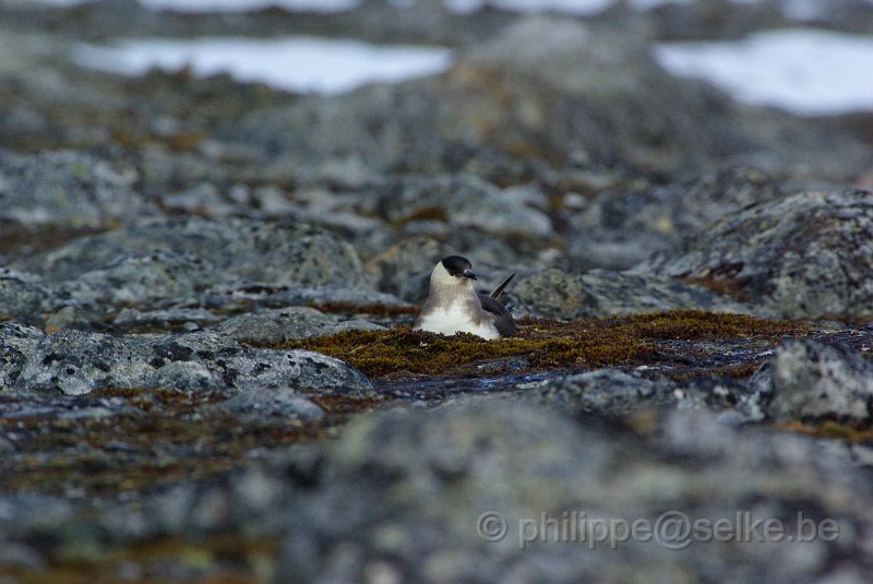 IMGP7456.JPG - Labbe parasite (stercorarius parasiticus)