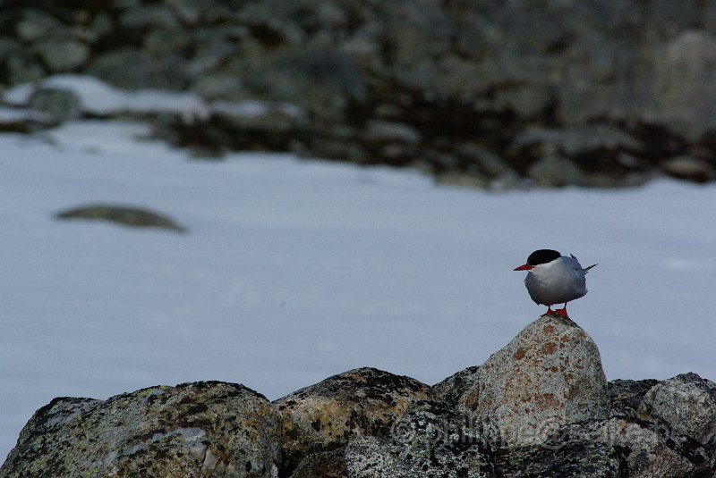 IMGP7479.JPG - Sterne arctique (sterna paradiseae)