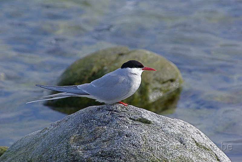 IMGP7484.JPG - Sterne arctique (sterna paradiseae)