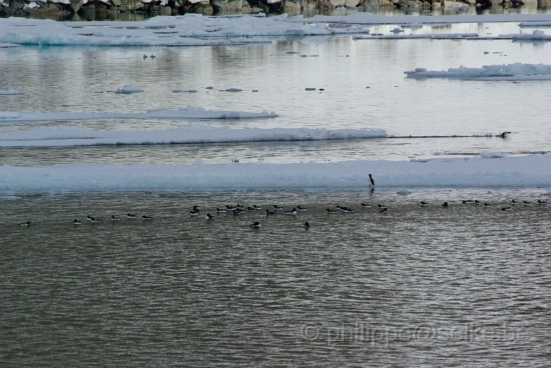 IMGP7583.JPG - Guillemot de Brünnich (uria lomvia)