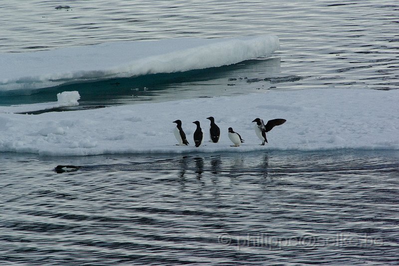 IMGP7591.JPG - Guillemot de Brünnich (uria lomvia)