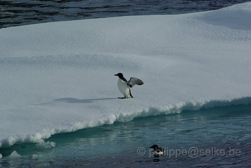 IMGP7594.JPG - Guillemot de Brünnich (uria lomvia)