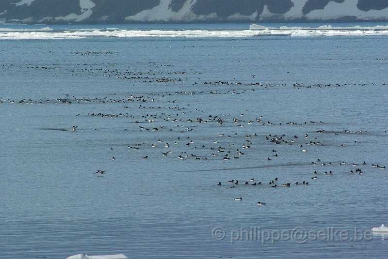 IMGP7597.JPG - Guillemot de Brünnich (uria lomvia)