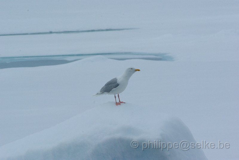 IMGP7778.JPG - Goéland bourgmestre (larus hyperboreus)