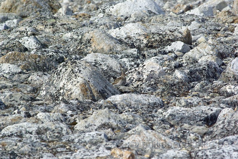 IMGP7934.JPG - Bécasseau violet (calidris maritima)