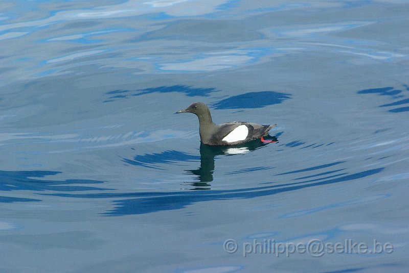 IMGP8058.JPG - Guillemot à miroir (cepphus grylle)