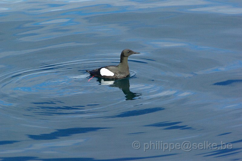 IMGP8061.JPG - Guillemot à miroir (cepphus grylle)