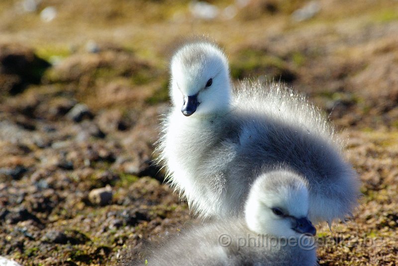 IMGP8317.JPG - Bernache nonnette (branta leucopsis)