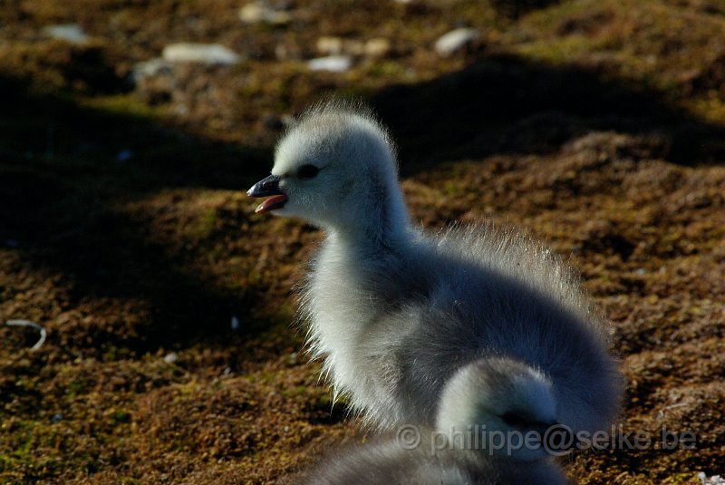 IMGP8318.JPG - Bernache nonnette (branta leucopsis)