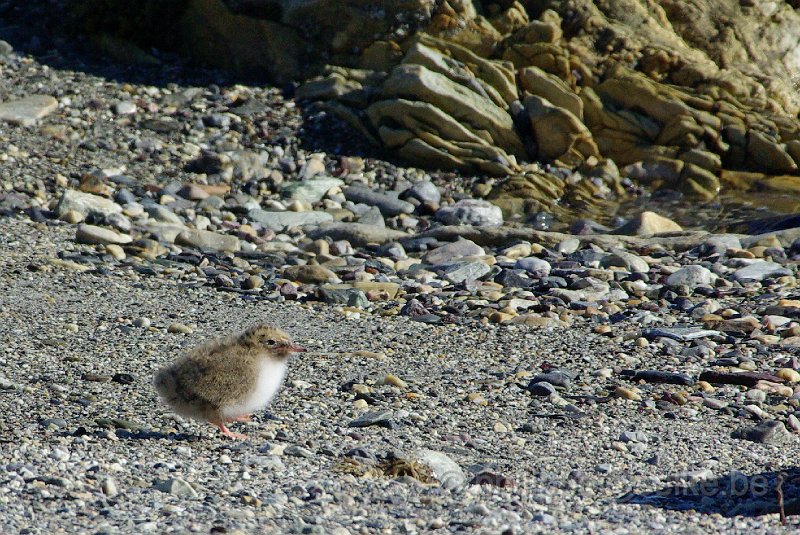 IMGP8340.JPG - Sterne arctique (sterna paradiseae)