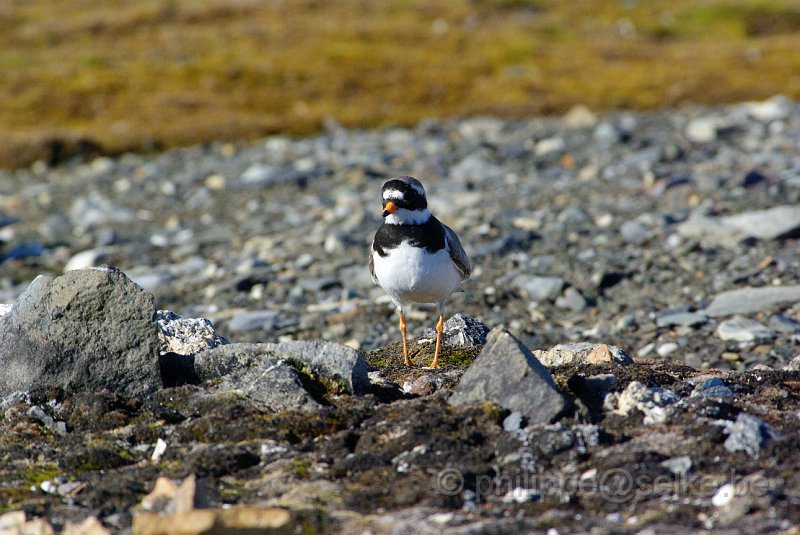 IMGP8347.JPG - Grand gravelot (charadrius hiaticula)