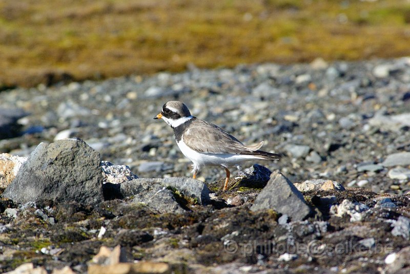 IMGP8348.JPG - Grand gravelot (charadrius hiaticula)