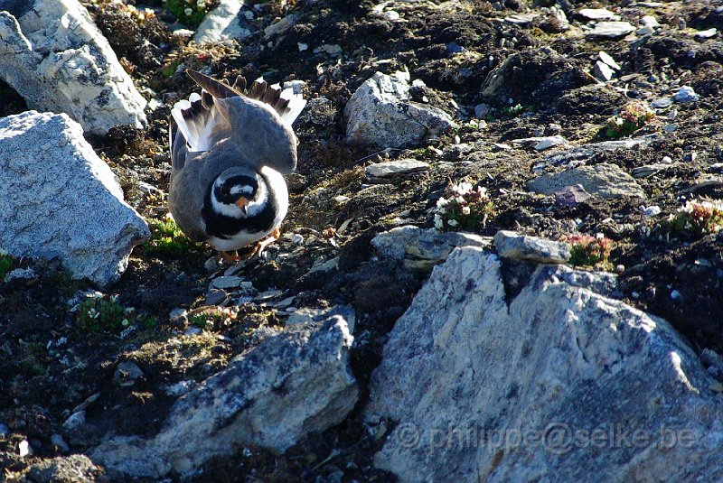 IMGP8354.JPG - Grand gravelot (charadrius hiaticula)