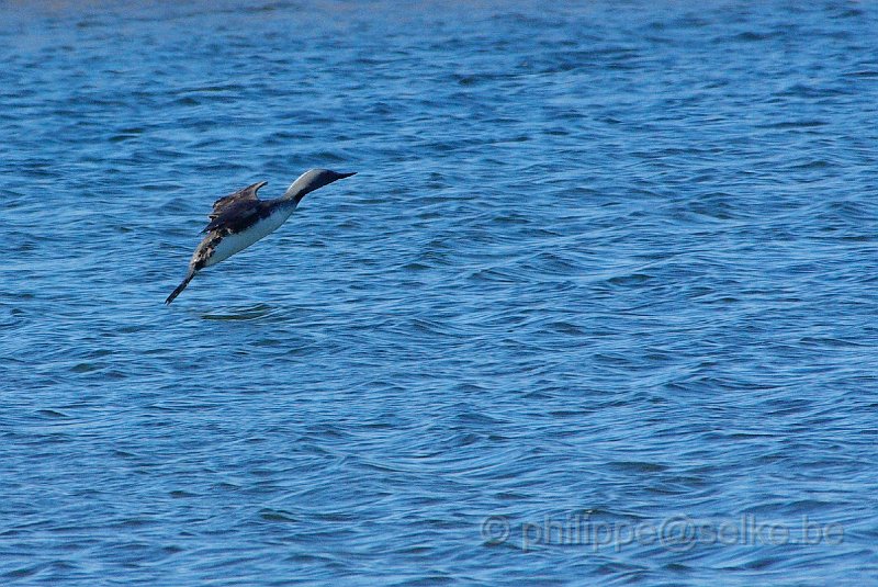 IMGP8361.JPG - Plongeon catmarin (gavia stellata)