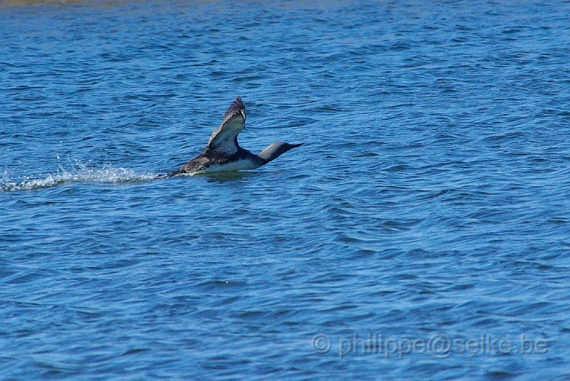 IMGP8363.JPG - Plongeon catmarin (gavia stellata)