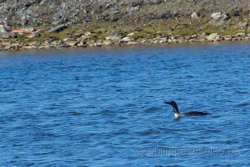 IMGP8366.JPG - Plongeon catmarin (gavia stellata)