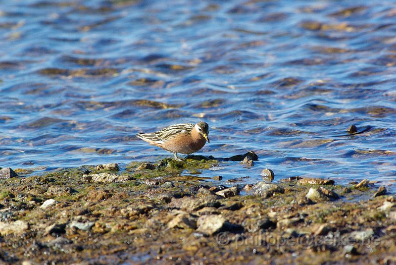 IMGP8386.JPG - Phalarope à bec large (phalaropus fulicarius)