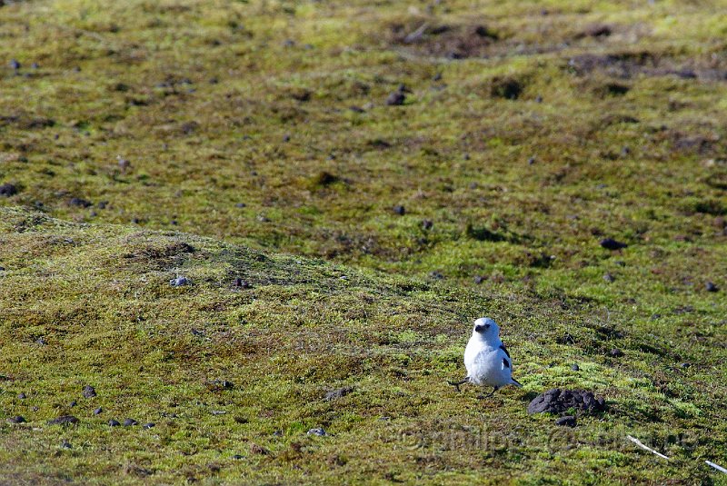 IMGP8431.JPG - Bruant des neiges (plectrophenax nivalis)