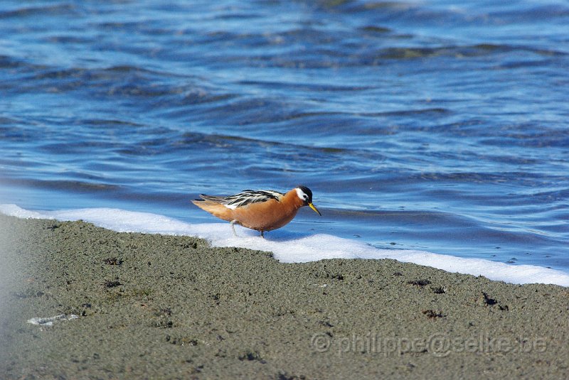 IMGP8432.JPG - Phalarope à bec large (phalaropus fulicarius)