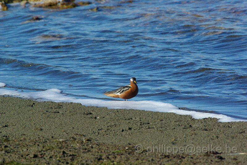 IMGP8453.JPG - Phalarope à bec large (phalaropus fulicarius)