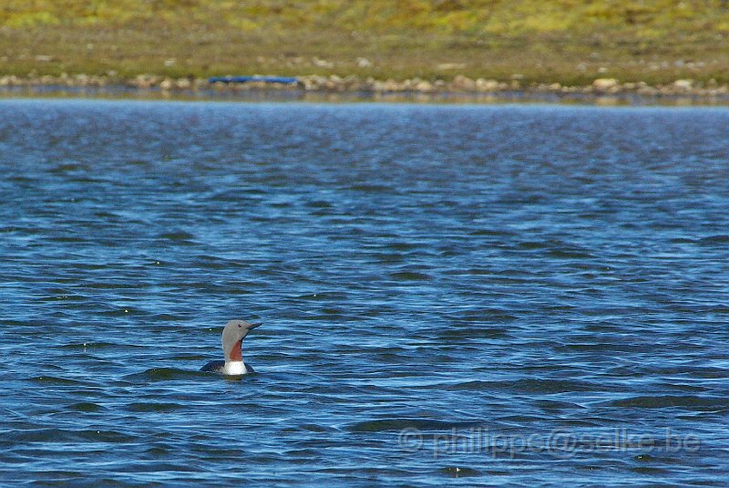 IMGP8461.JPG - Plongeon catmarin (gavia stellata)