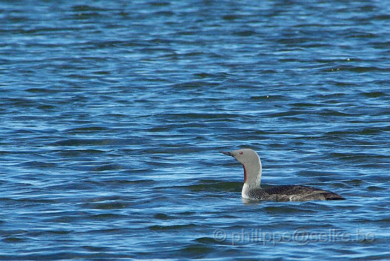 IMGP8470.JPG - Plongeon catmarin (gavia stellata)